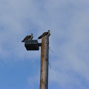 Couple of very synchronized ospreys. : Baja2011
